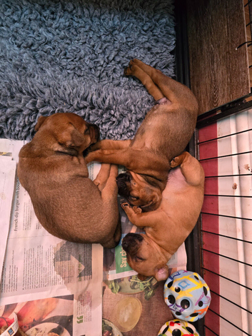 Beautiful Patterdale puppies