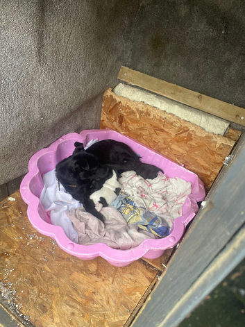 Patterjack puppies