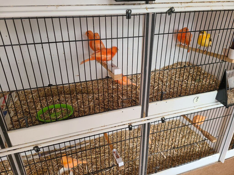 Red factor, Fife and Ivory canaries for sale
