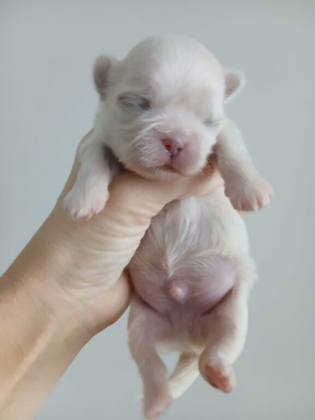 tiny imperial shih tzu pups