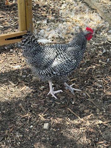 North Holland Blue Cockerel
