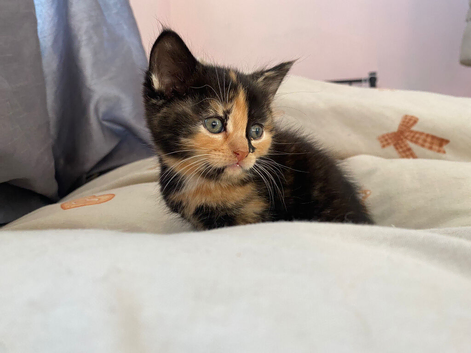 Stunning kittens