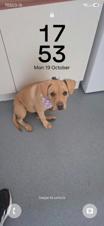 Puppy