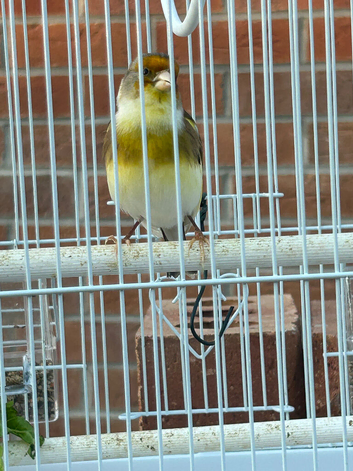2025 Male Goldfinch Mule