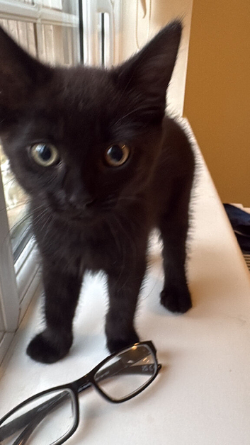 Beautiful kitten