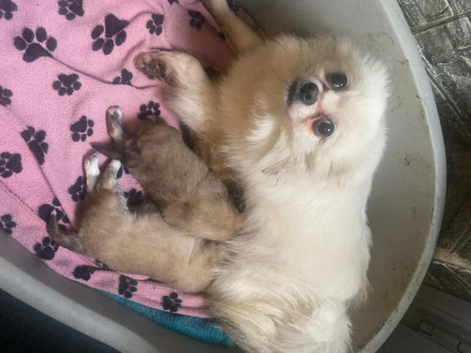 Beauriful boy and girl looking for their forever home.