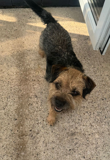 Blue and tan Border Terrier girl age 6
