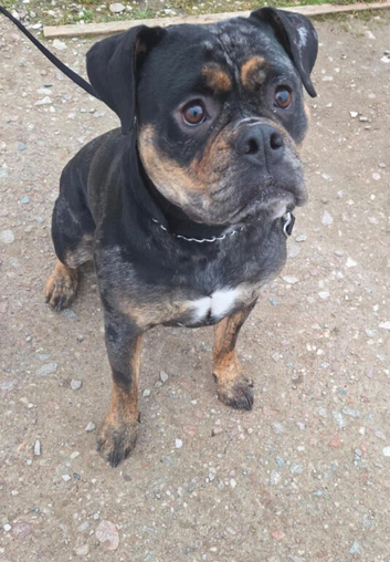 Blue merle bulldog for sale