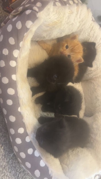 Kittens for sale