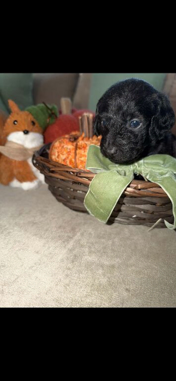 Doxiepoo