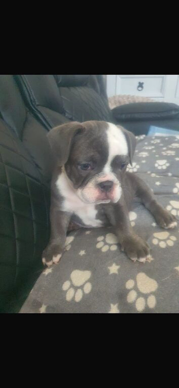 9 weeks English bulldog for sale