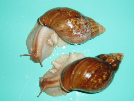 PANTHERA "GOLD" GIANT AFRICAN LAND SNAILS (5.5cm)