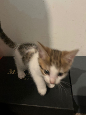 Kittens for sale