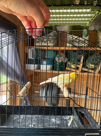 Canaries