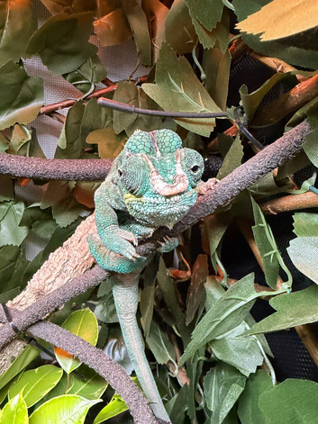 Male nosy faly panther chameleon