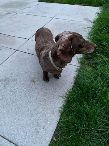 Dachshund boy