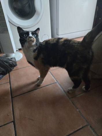 Tortoiseshell cat Female