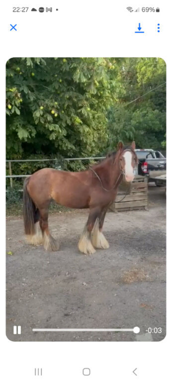 13h cob