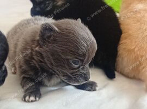 4 male Pomeranian  x chihuahua pups merle lilac cream