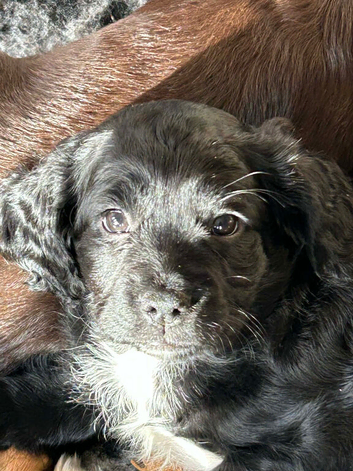 REDUCED ! GET HER THIS WEEKEND! Exceptional litter of F1b Cocker Tzu