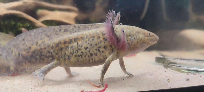 Wild axolotls