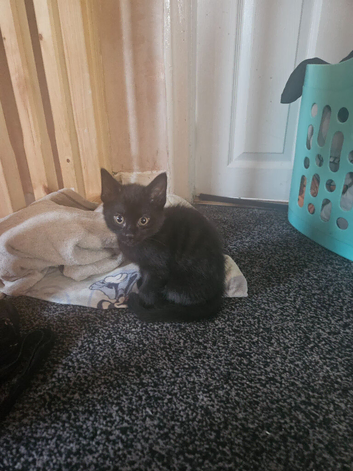 Kittens