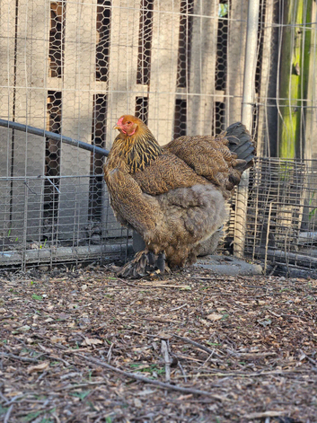 Brahma hens, NOW LAYING, garden chicken