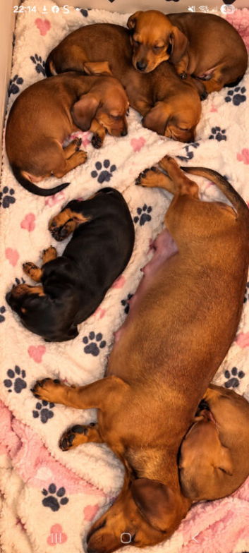Brown and tan females left