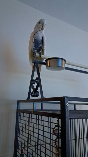 Nice bird