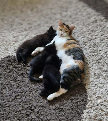 Cute kittens 2 boys