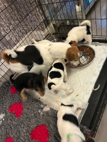 Jack Russel pups