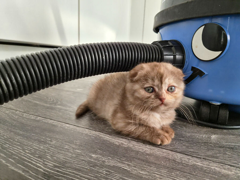 3 Scottish fold females