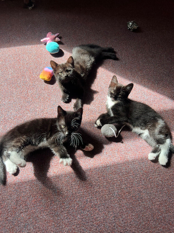 Chunky kittens preparing for a loving home 6.8 weeks AP! :)