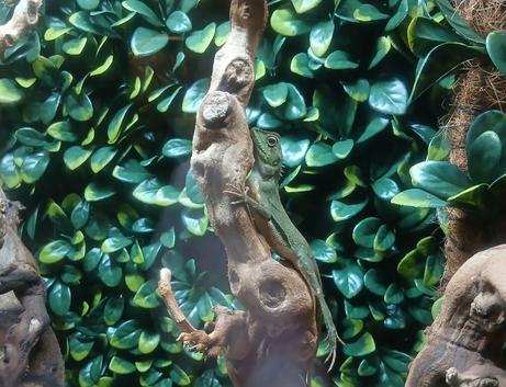 Mountain horned dragon young, captive bred.