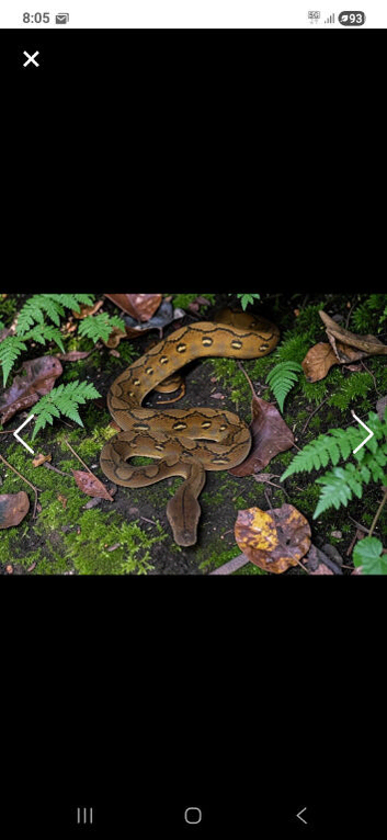 2025 SD Sunfire Het White Albino Reticulated Python
