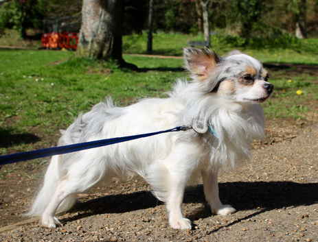 Long haired Merle & White Chihuahua FOR STUD