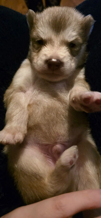 Beautiful Huskamute Pups