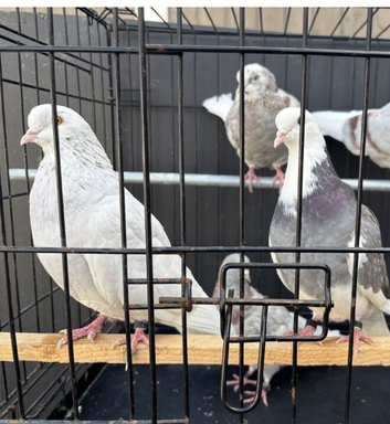 Roller pigeons