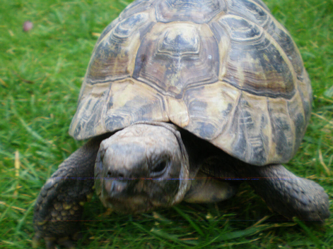 Adult Hermanns Tortoise