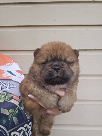 Chow chow puppies