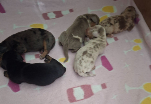 Minature dashchund