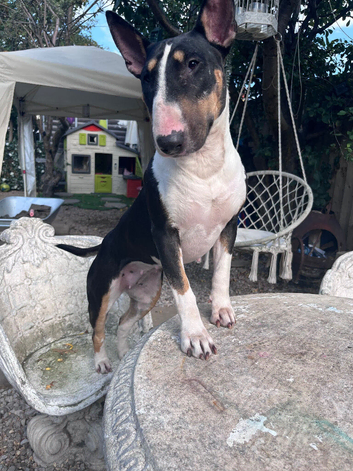 3 year old female bull terrier