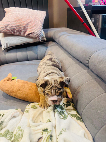 ️ ONLY ONE GORGEOUS BOY LEFT! ️