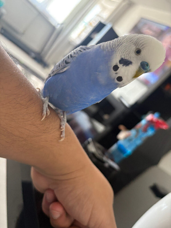 Talking male budgie for sale