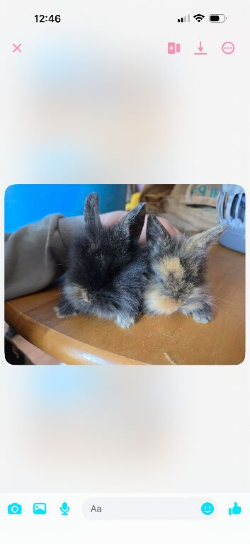 Lion lops for sale