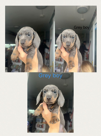 Beautiful mini Dachshunds for sale