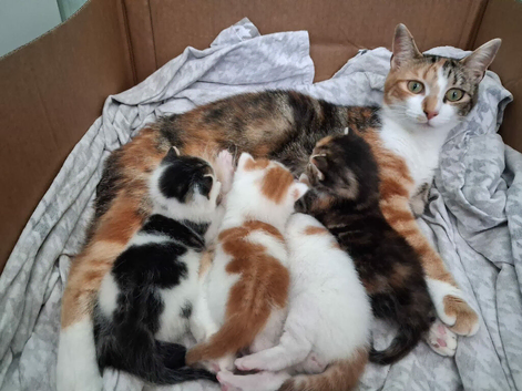 Gorgeous Tabby and White Male Kitten