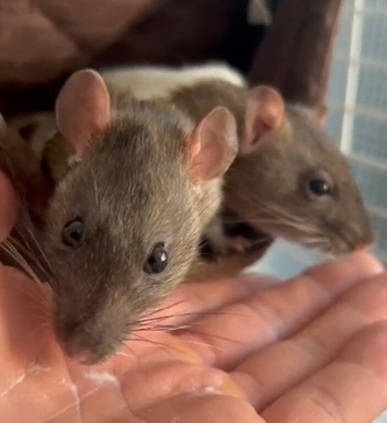 female rats