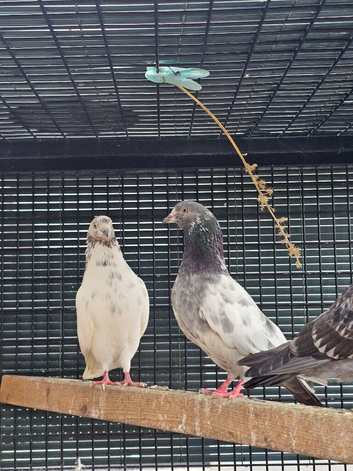 Three highflyers