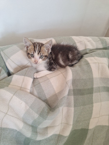 Kittens looking for loving g homes